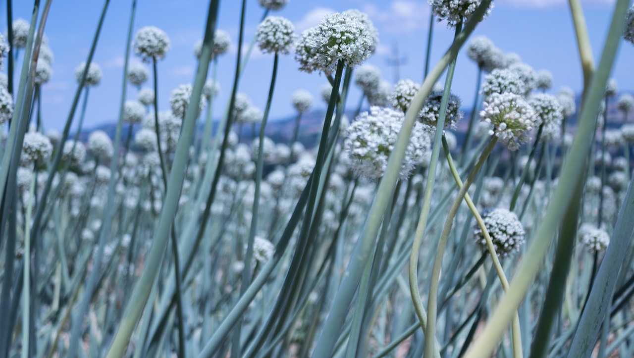 最新仿真花圖片與價格，美化生活的藝術(shù)品展示