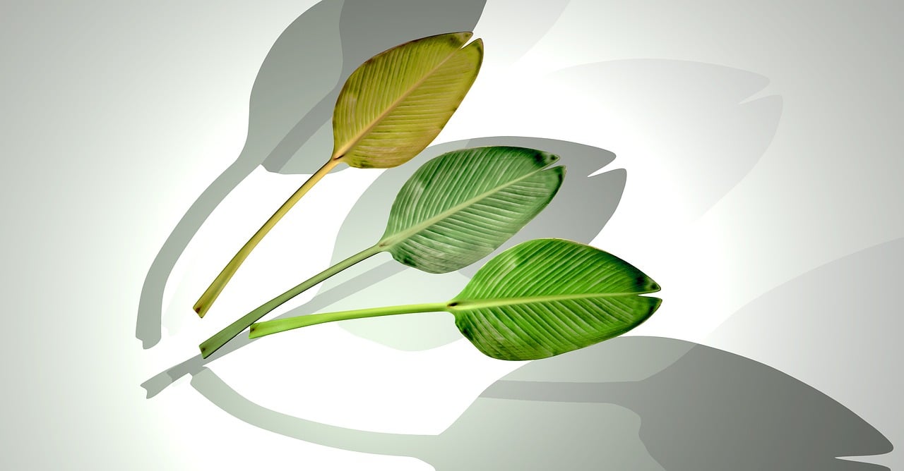 石家莊華普城最新動態(tài)，城市發(fā)展的脈搏與未來展望揭秘