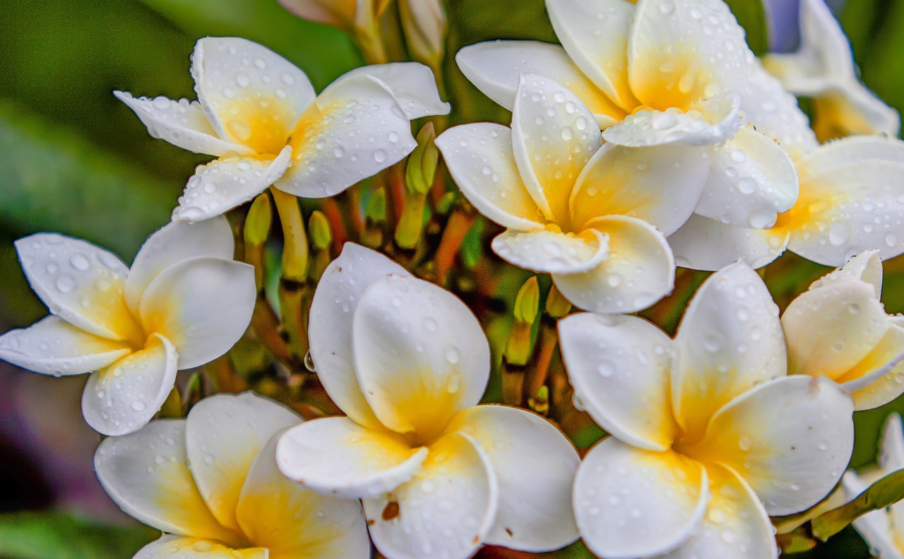 最新生肖桃花運(yùn)分析，揭秘2016年生肖桃花運(yùn)勢