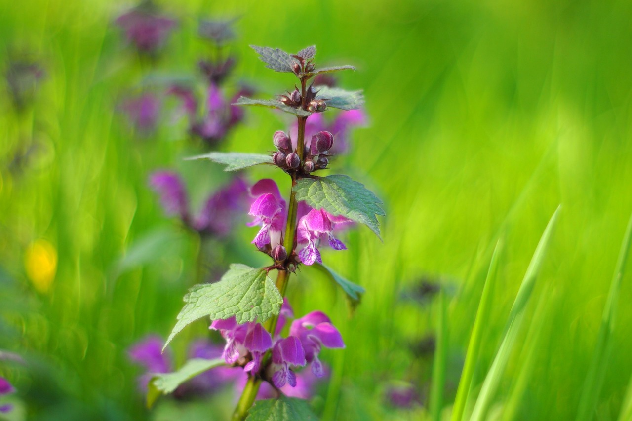 濱州環(huán)保督察最新動態(tài)，堅定推動綠色發(fā)展步伐