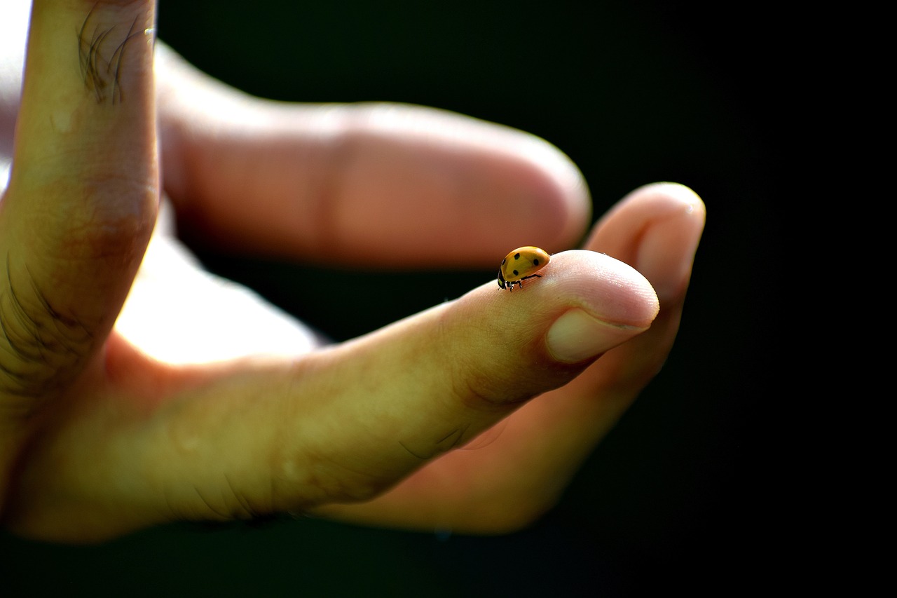 王者榮耀貂蟬最新動(dòng)態(tài)，英雄重塑與皮膚更新消息揭秘