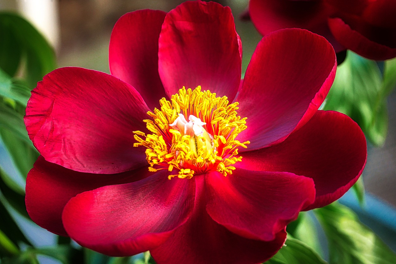 退休交醫(yī)保政策最新動態(tài)，調整、展望與未來趨勢