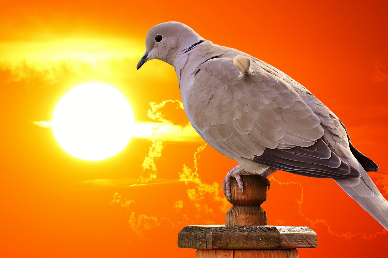 最新名家天落鴿圖片的藝術(shù)魅力與賞析，揭秘其獨特魅力及賞析精選圖片