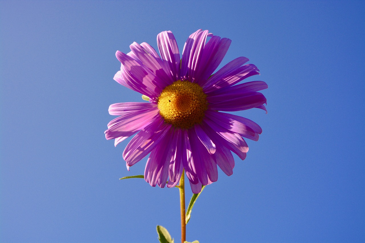 六安紫御府最新動態(tài)，引領(lǐng)城市生活新潮流