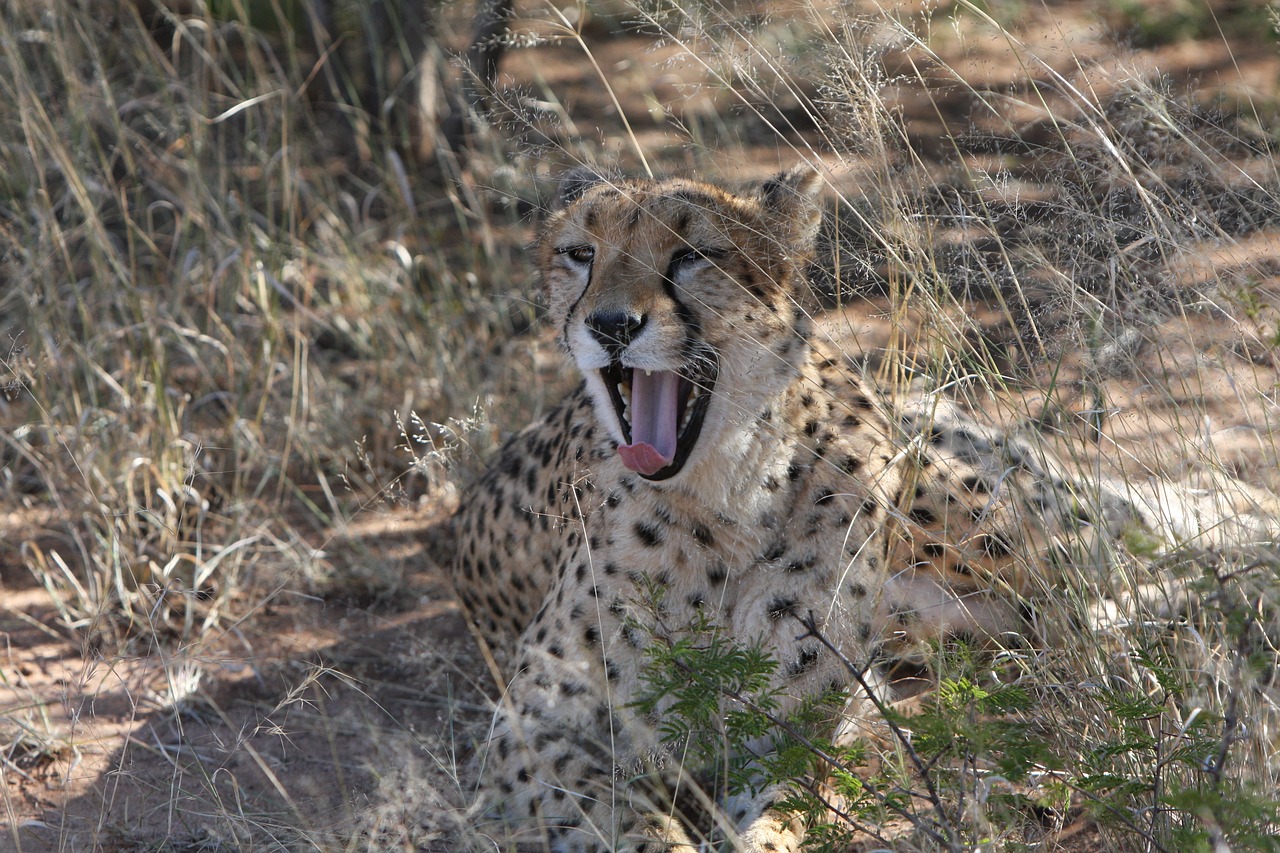 最新人與動物電影網(wǎng)站，探索人與自然的和諧共生之道