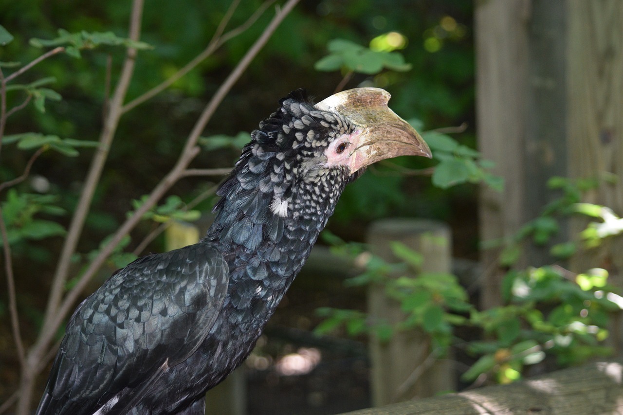 探尋保定城市中的自然之聲，最新百靈鳥信息一覽