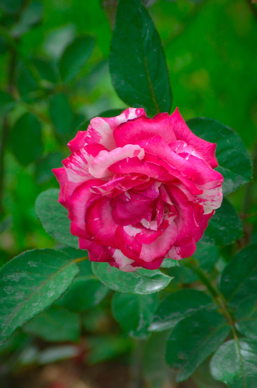 最新福利彩票雙色球開(kāi)獎(jiǎng)結(jié)果及影響分析