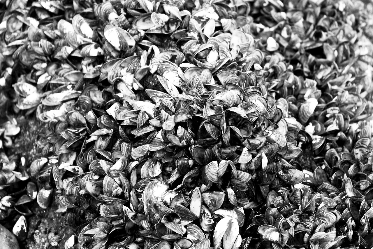 藍山海岸二期最新動態(tài)，引領(lǐng)居住新潮流，探索未來生活品質(zhì)新境界