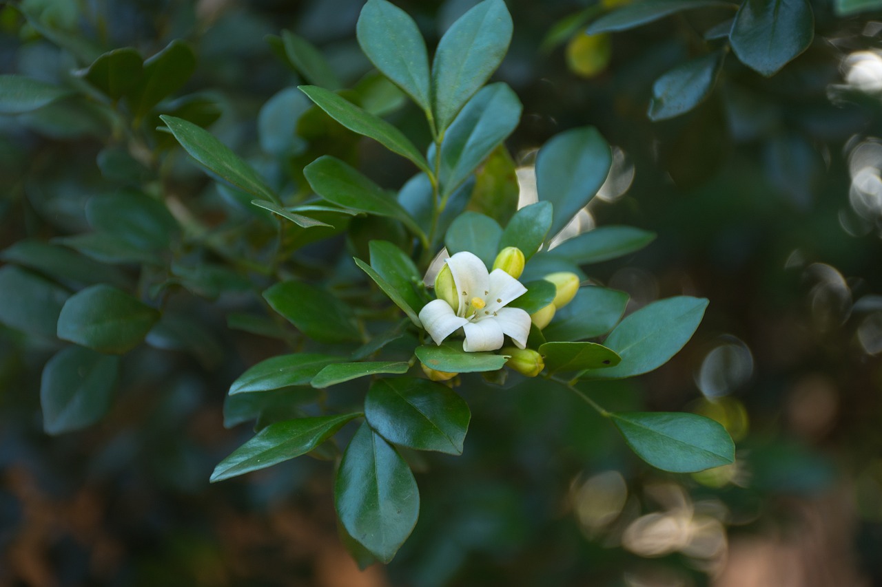 滄州嘉禾一方最新房價動態(tài)、分析與預(yù)測