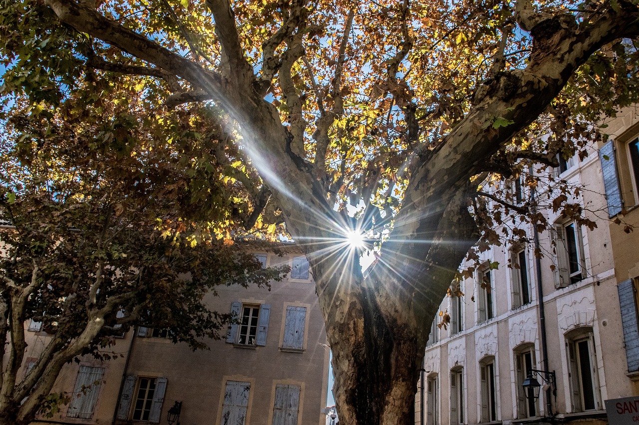 陽光大道點贊新時代，輝煌篇章的展現(xiàn)
