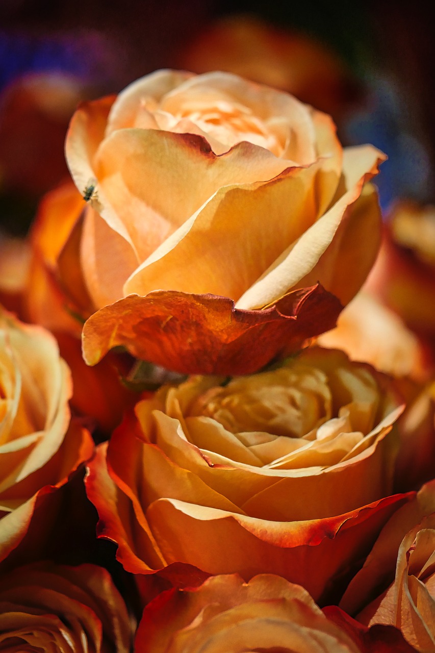 香堤藝墅最新動(dòng)態(tài)，揭開未來(lái)藝術(shù)生活序幕