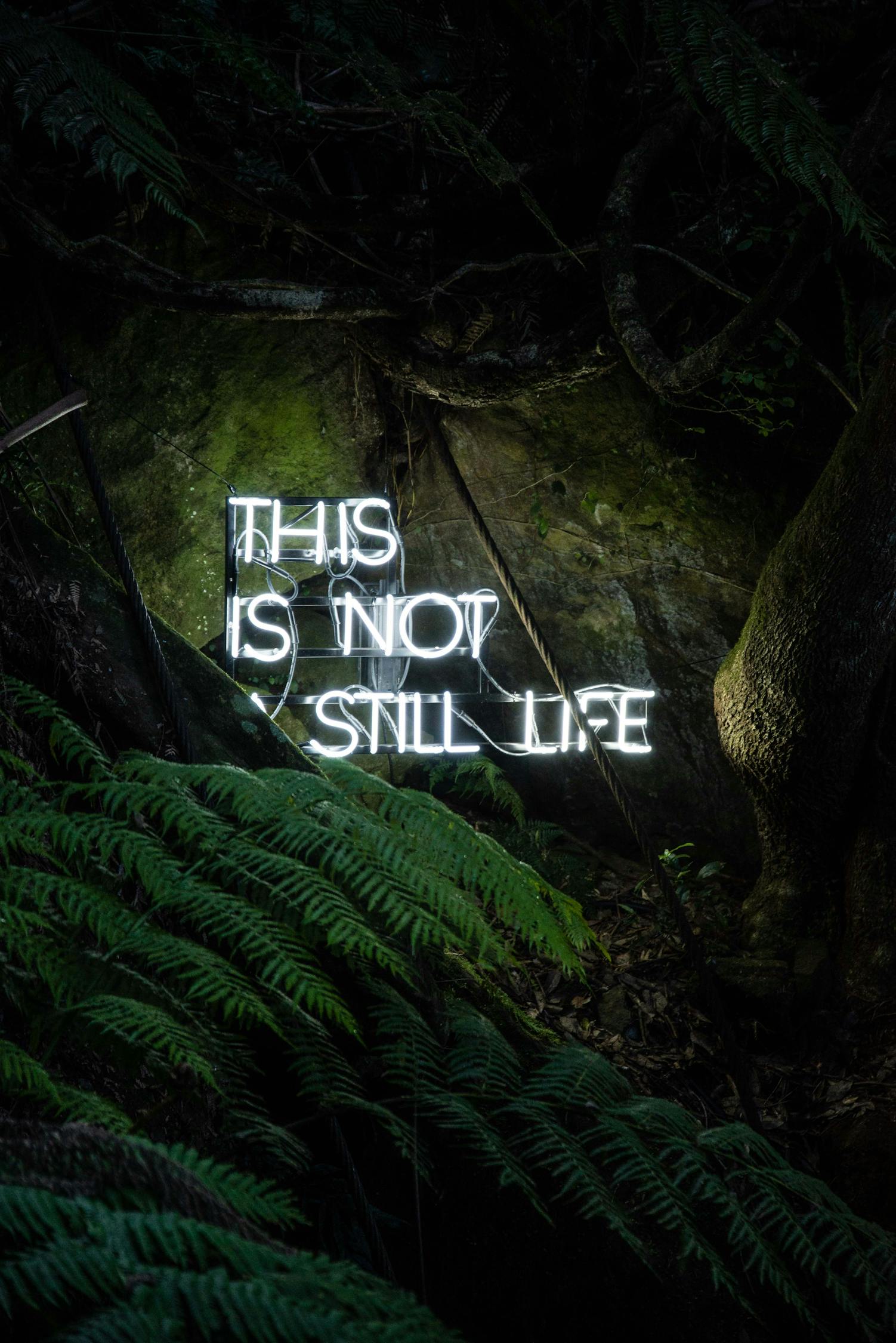 雪鷹領(lǐng)主最新章節(jié)更新，熱血冒險(xiǎn)與成長之旅