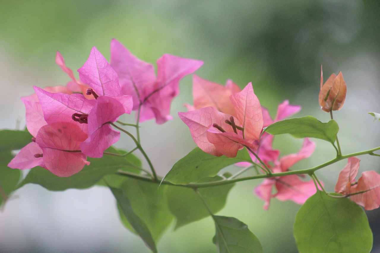 咸陽一品蘭軒最新動態(tài)揭秘，卓越品質(zhì)展現(xiàn)，未來發(fā)展探索之路