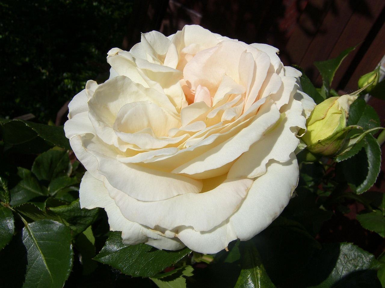 ?？诿利惾A居最新動態(tài)，繁華都市中的理想居所更新消息