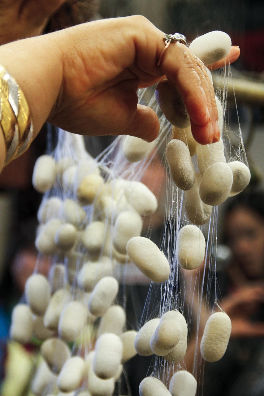 三殿村改造最新動態(tài)，重塑鄉(xiāng)村風(fēng)貌，邁向現(xiàn)代化進程