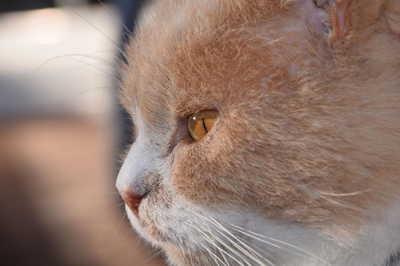 紅島經(jīng)濟(jì)區(qū)最新動態(tài)解析，發(fā)展概況與深度解讀