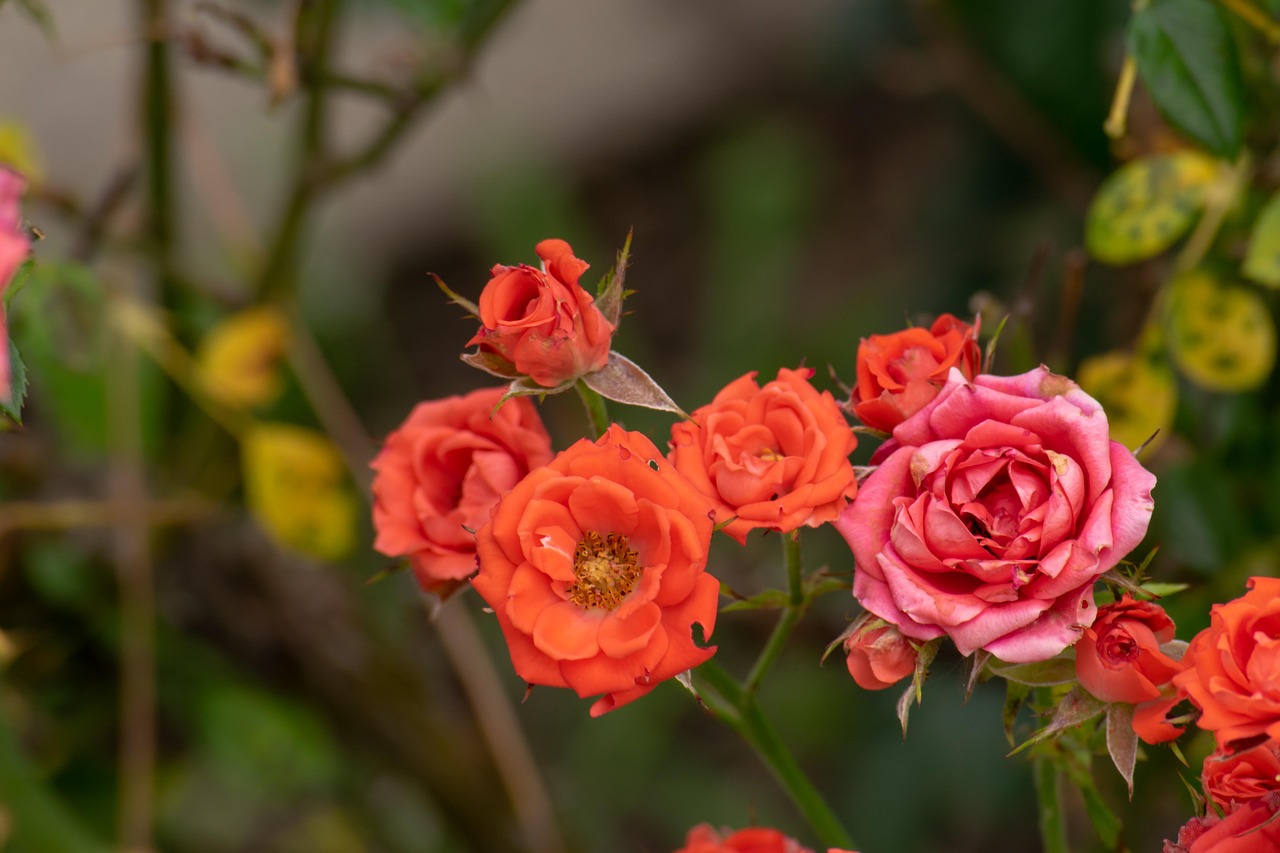 翠金湖美墅島最新動態(tài)揭秘，生態(tài)宜居，未來展望可期