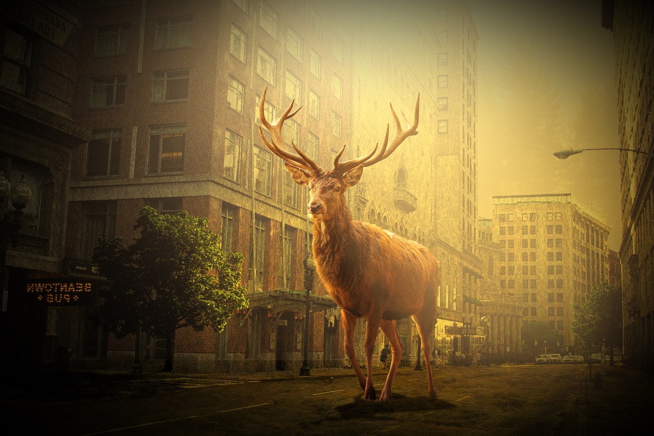 鹽城市網(wǎng)約車(chē)最新動(dòng)態(tài)，行業(yè)變革與發(fā)展趨勢(shì)