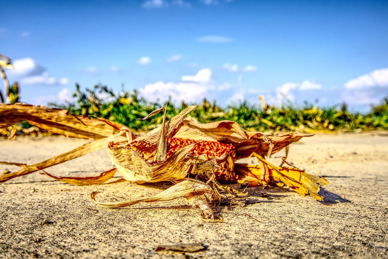 涿州京南一品最新動(dòng)態(tài)，持續(xù)更新與深度解讀